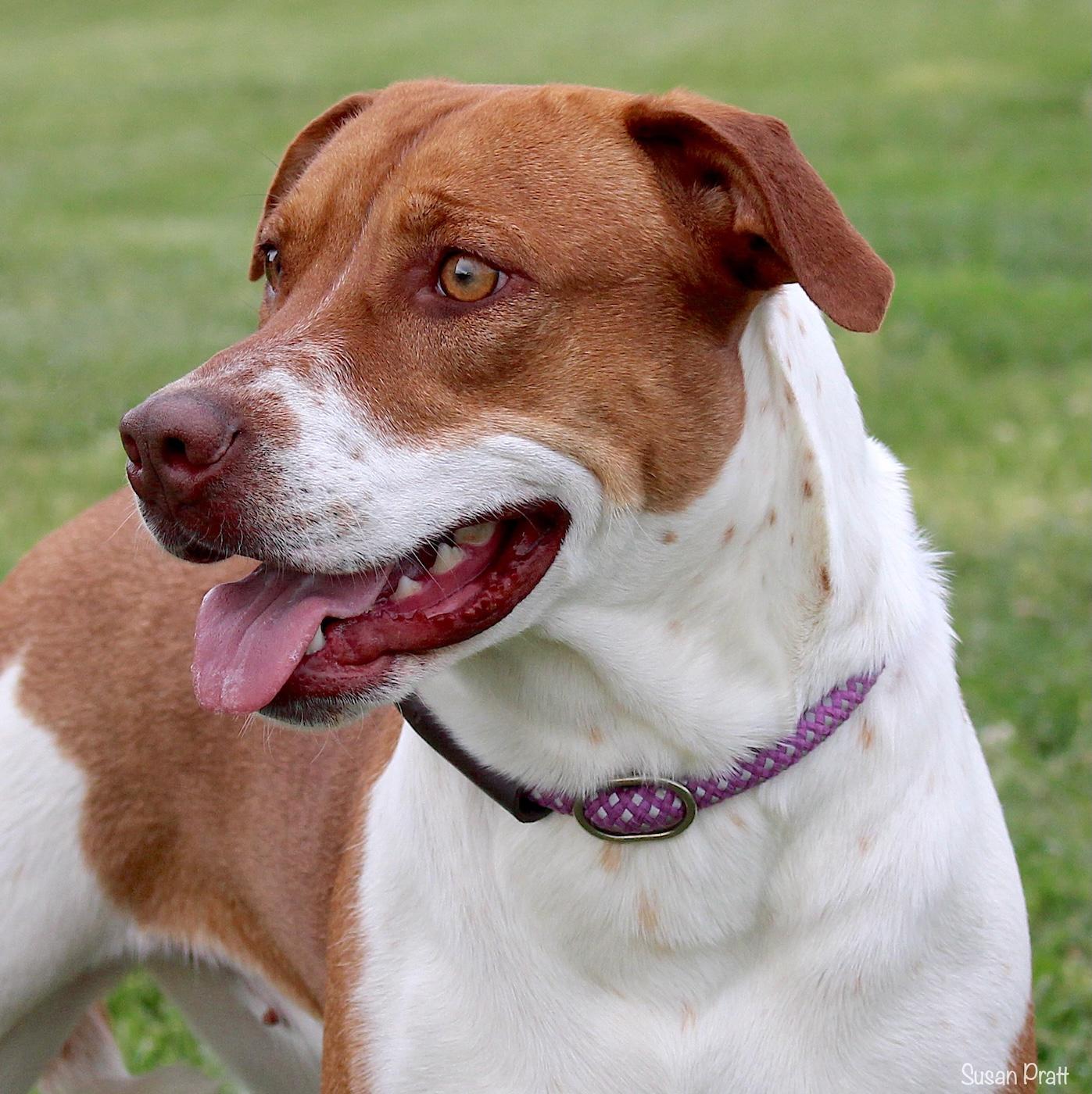 Enlarge Cherry, a ADOPTABLE mixed breed in Bedford, VA image 1/3