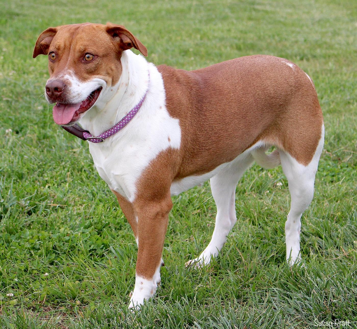 Enlarge Cherry, a ADOPTABLE mixed breed in Bedford, VA image 3/3