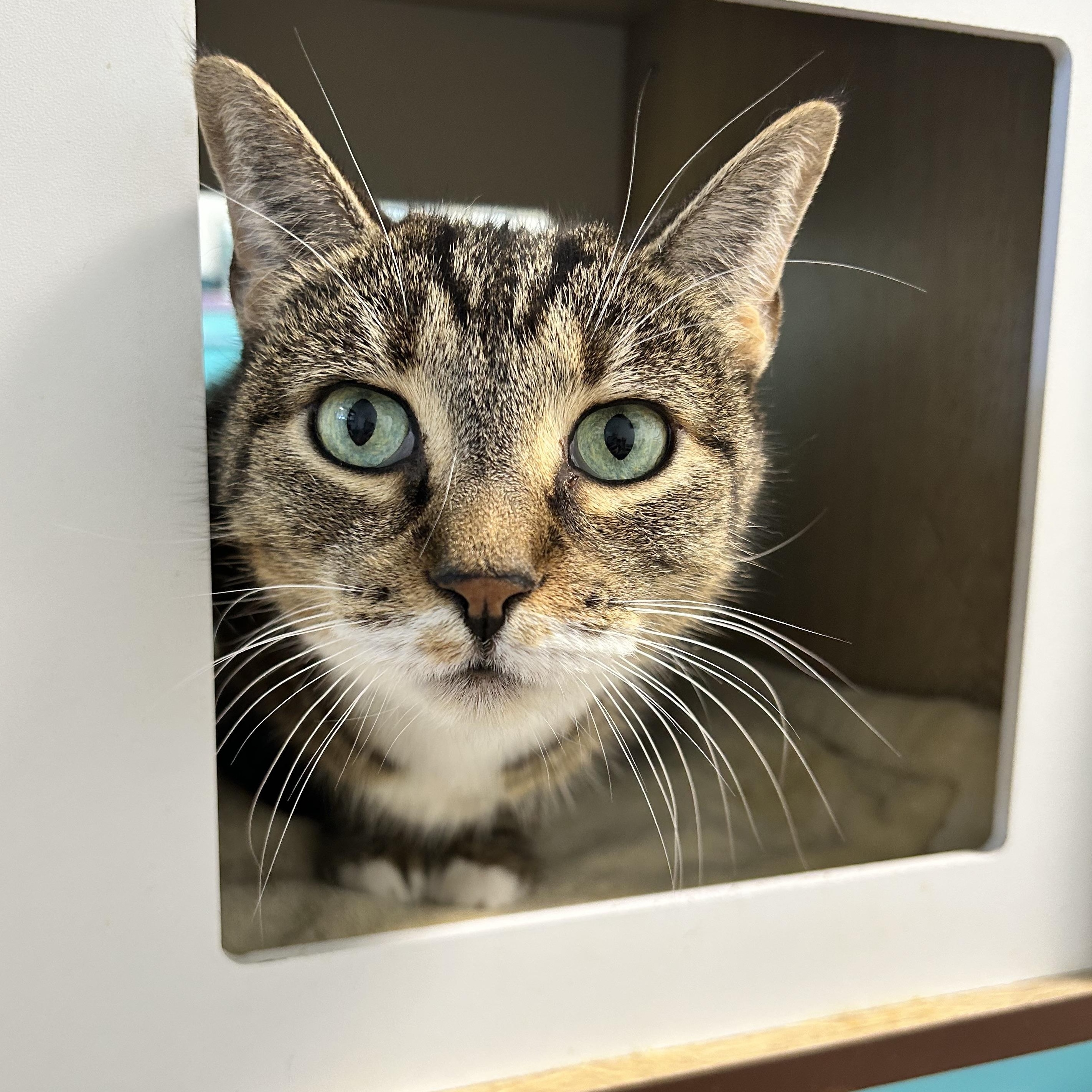 Enlarge Snuggles - ADOPTION PENDING, a Adopted Tabby in Grand Rapids, MI image 5/6