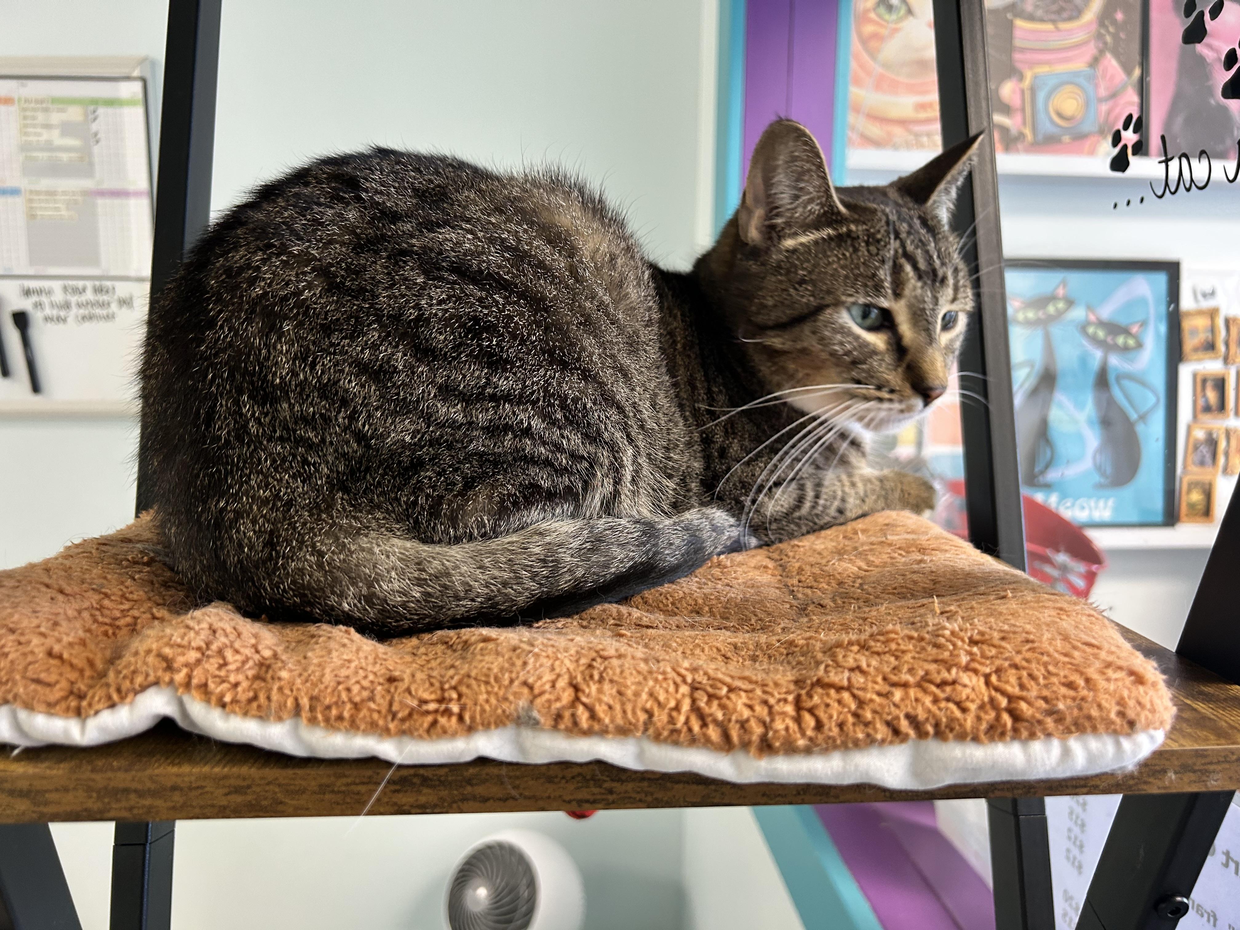 Enlarge Snuggles - ADOPTION PENDING, a Adopted Tabby in Grand Rapids, MI image 4/6