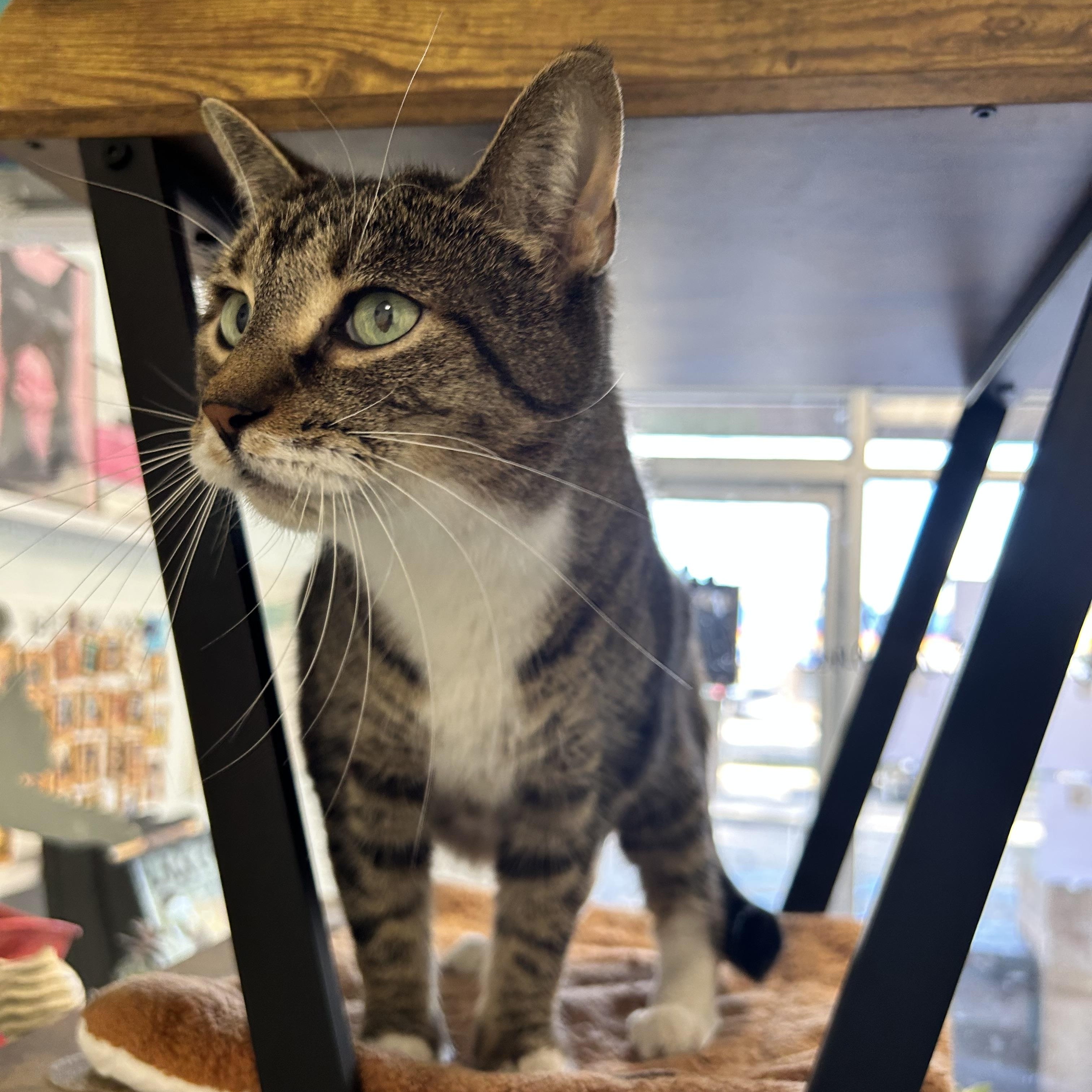 Enlarge Snuggles - ADOPTION PENDING, a Adopted Tabby in Grand Rapids, MI image 3/6