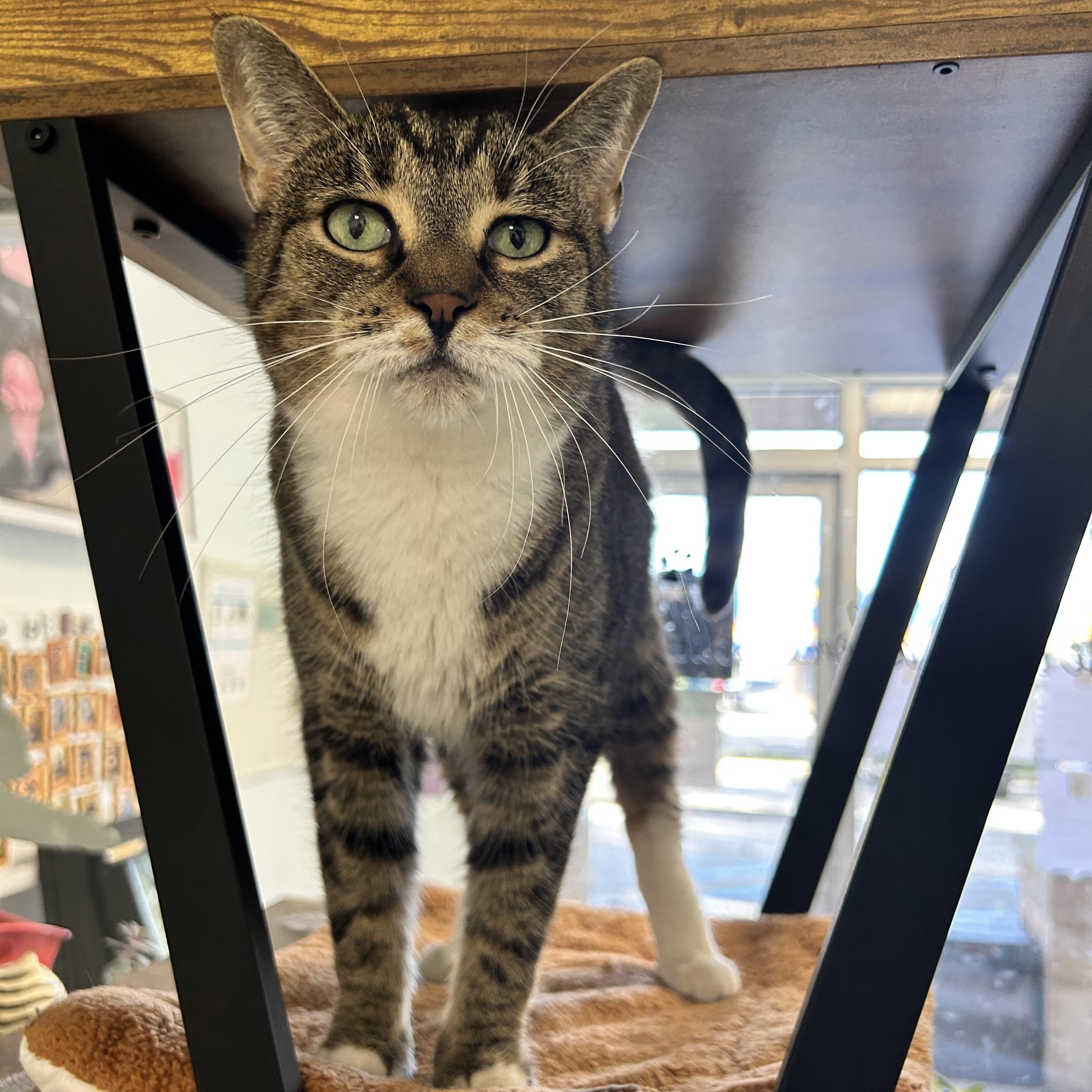 Enlarge Snuggles - ADOPTION PENDING, a Adopted Tabby in Grand Rapids, MI image 2/6