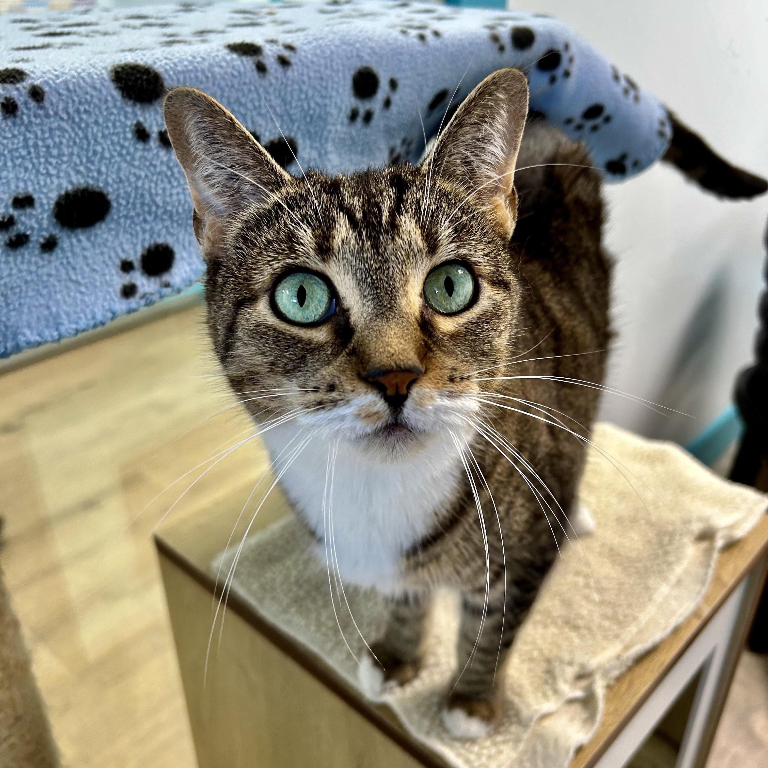 Snuggles - ADOPTION PENDING, Adopted, Adult Female Tabby.