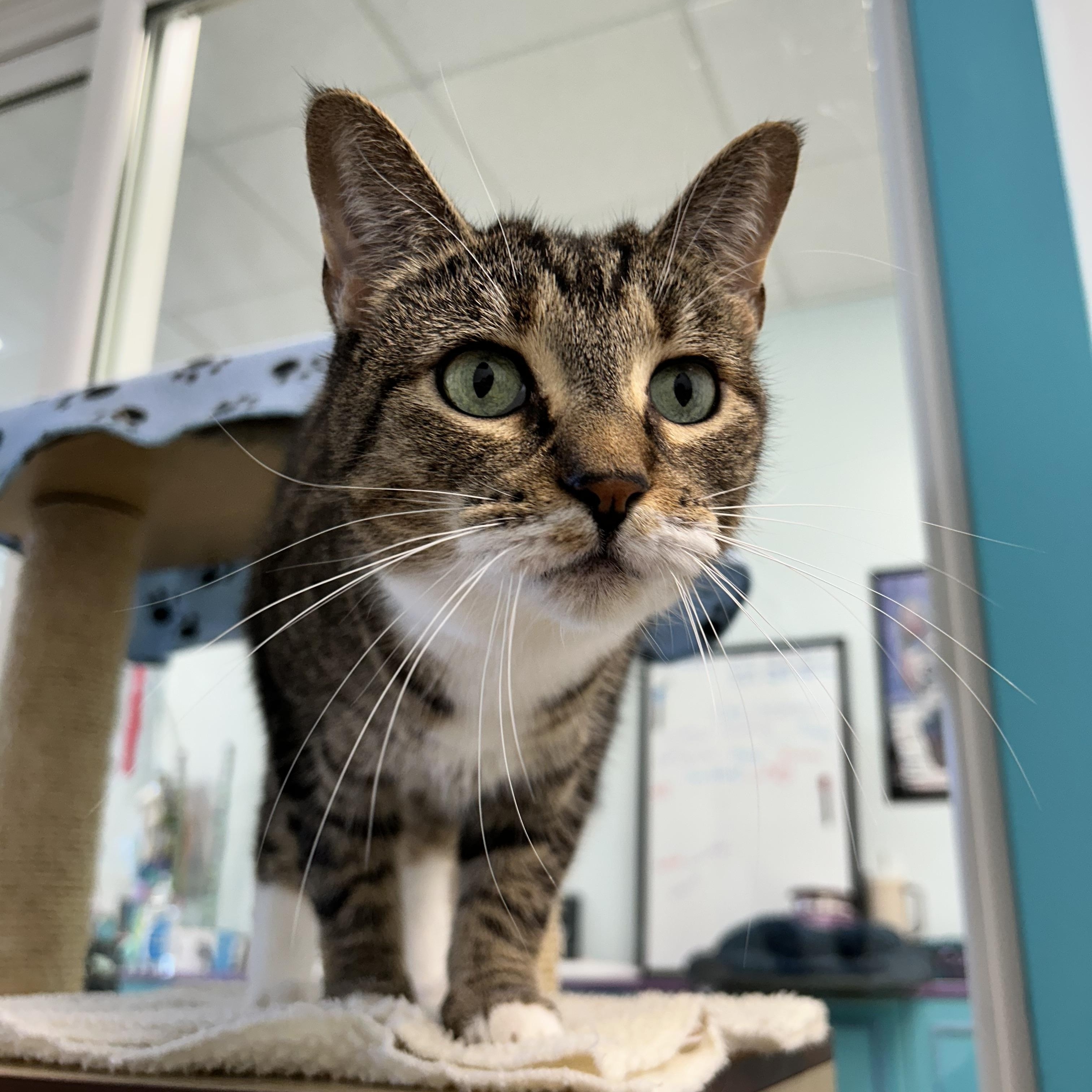 Enlarge Snuggles - ADOPTION PENDING, a Adopted Tabby in Grand Rapids, MI image 6/6