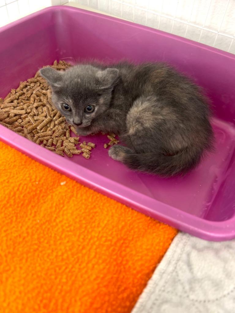 Clementine, Adoptable, Kitten Female Domestic Short Hair.
