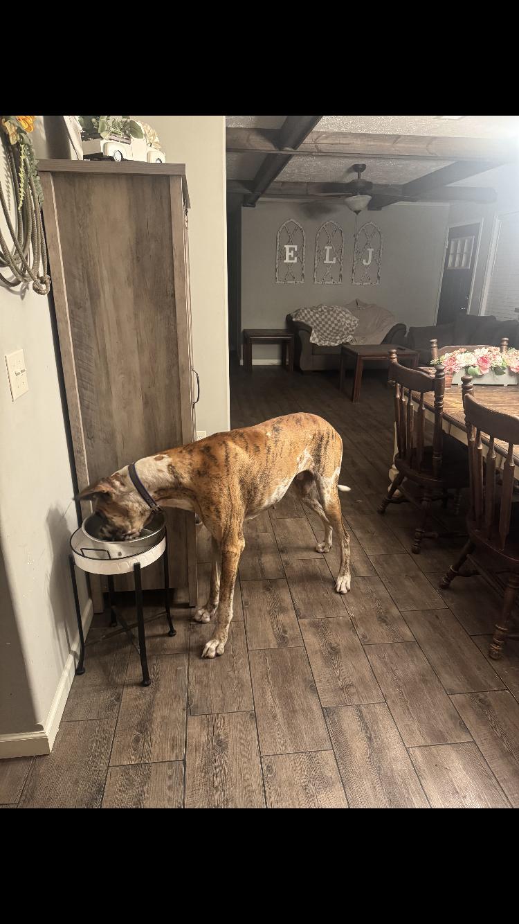 Lionel, ADOPTABLE, Adult Male Great Dane.