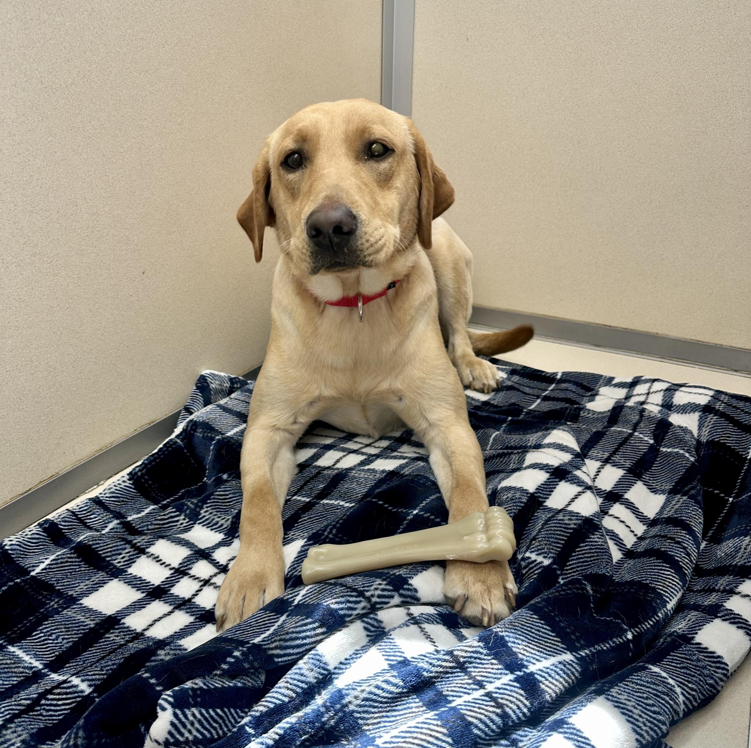 Maple, Adopted, Young Female Labrador Retriever.