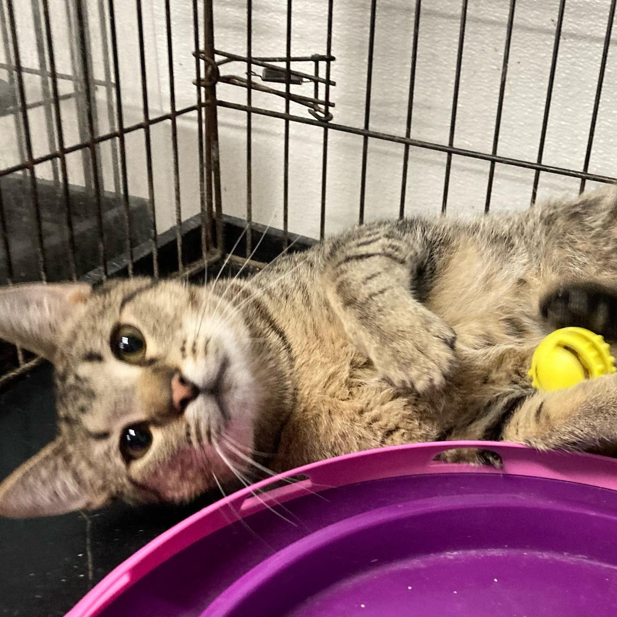 Duncan, an adoptable Domestic Short Hair, Tiger in Clarinda, IA, 51632 | Photo Image 2