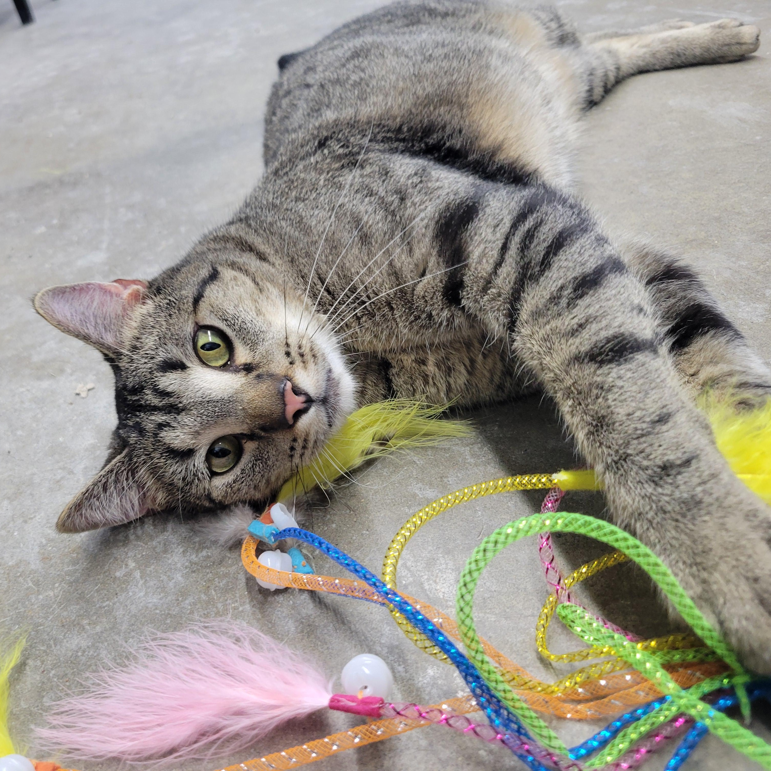 Duncan, an adoptable Domestic Short Hair, Tiger in Clarinda, IA, 51632 | Photo Image 1