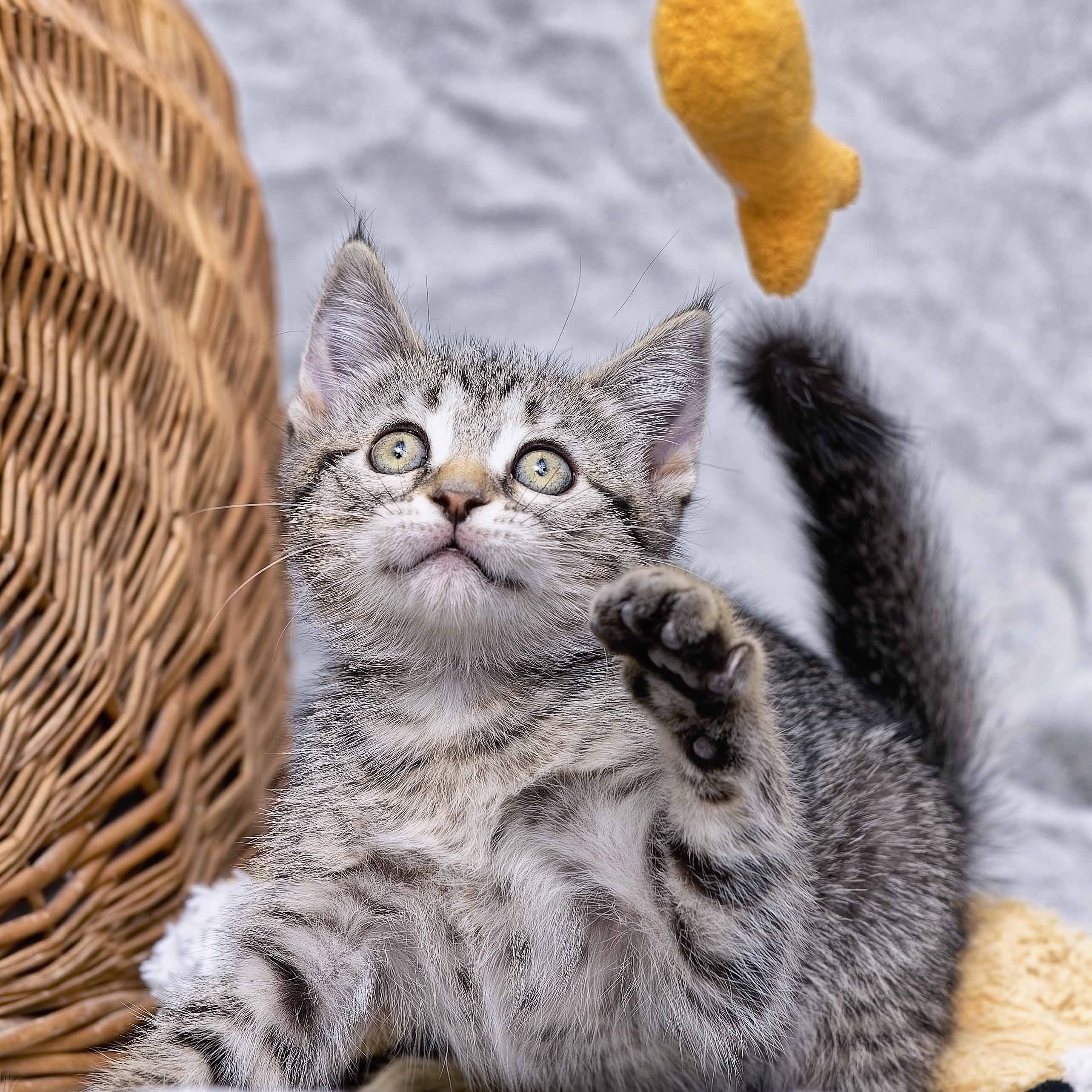 Duncan, an adoptable Domestic Short Hair, Tiger in Clarinda, IA, 51632 | Photo Image 5