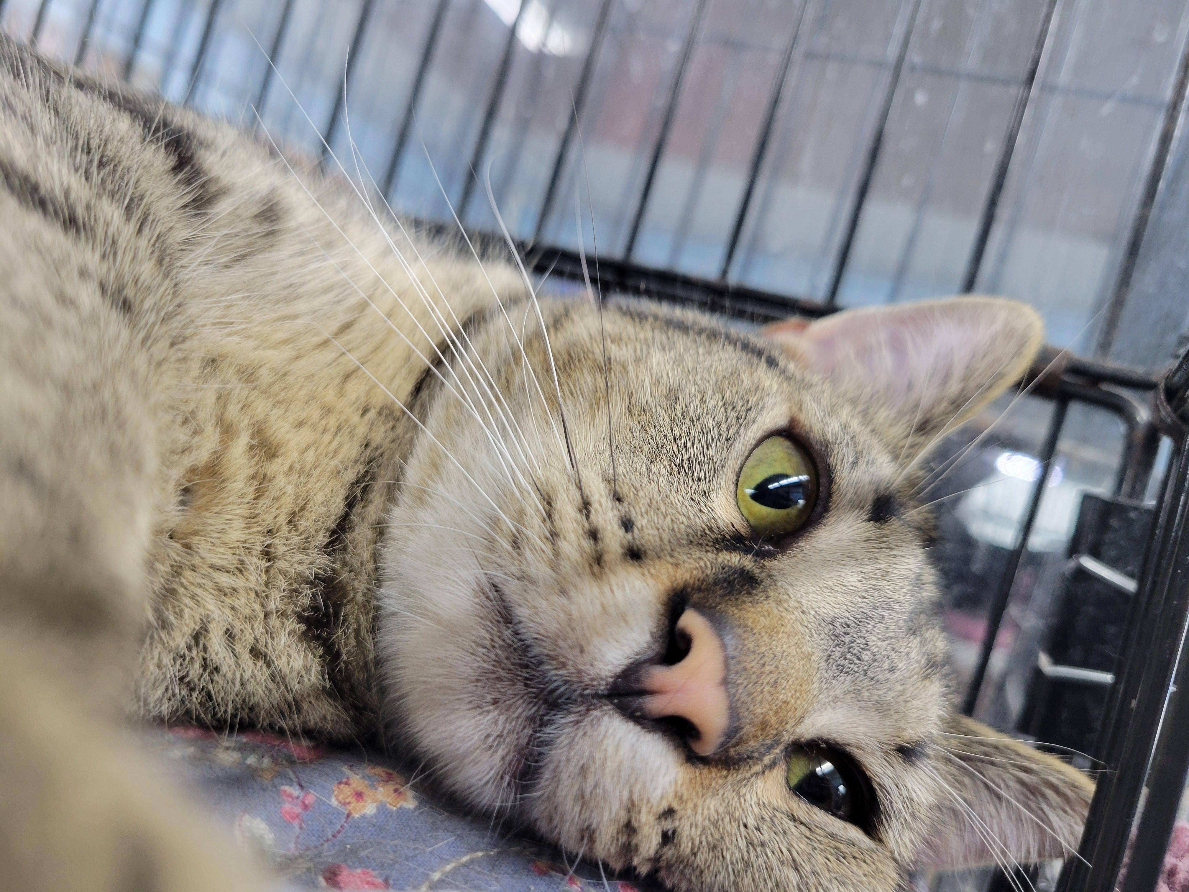 Duncan, an adoptable Domestic Short Hair, Tiger in Clarinda, IA, 51632 | Photo Image 3