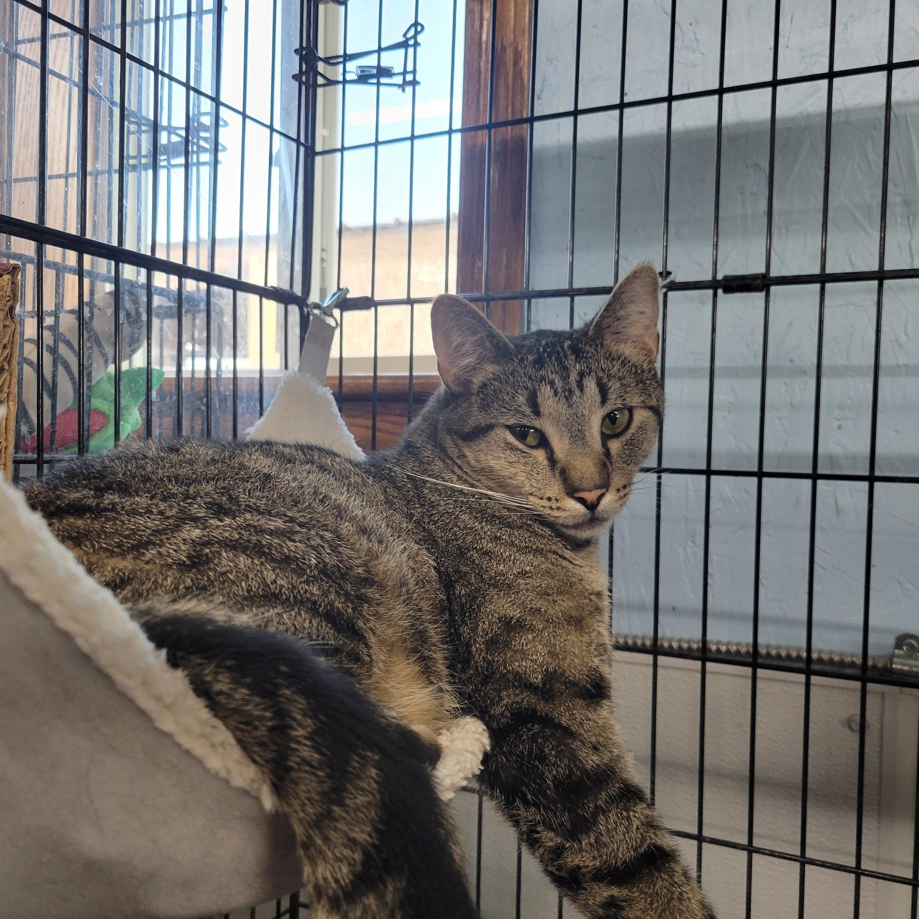 Duncan, an adoptable Domestic Short Hair, Tiger in Clarinda, IA, 51632 | Photo Image 1