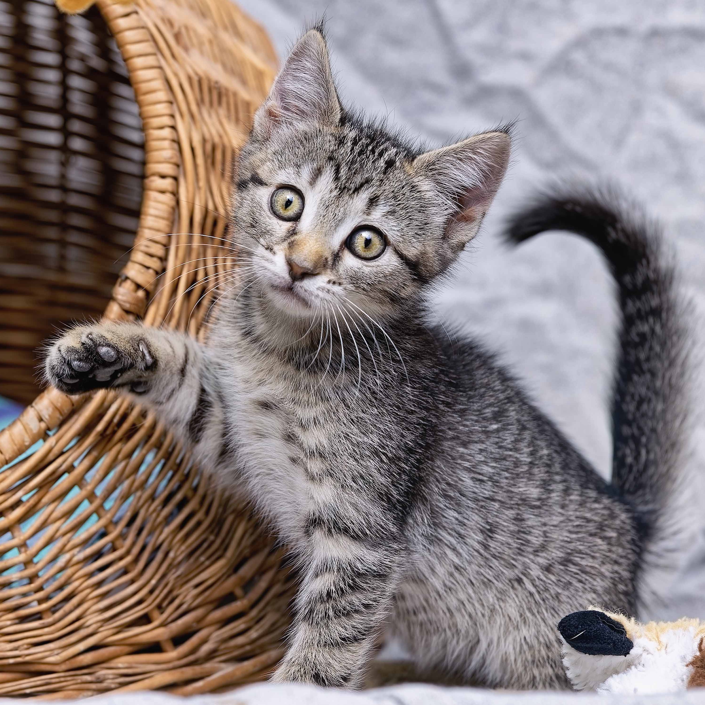 Duncan, an adoptable Domestic Short Hair, Tiger in Clarinda, IA, 51632 | Photo Image 4