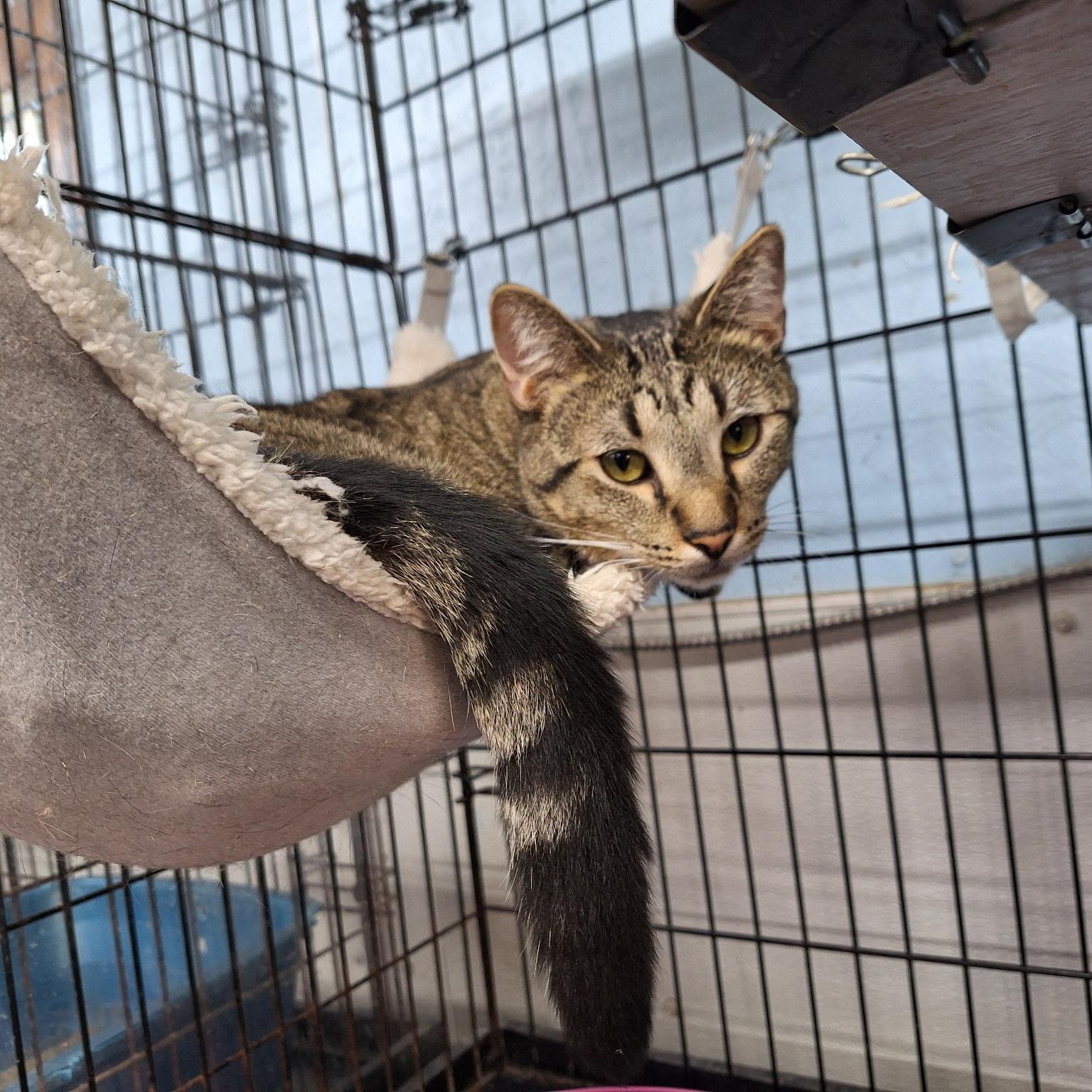 Duncan, an adoptable Domestic Short Hair, Tiger in Clarinda, IA, 51632 | Photo Image 2