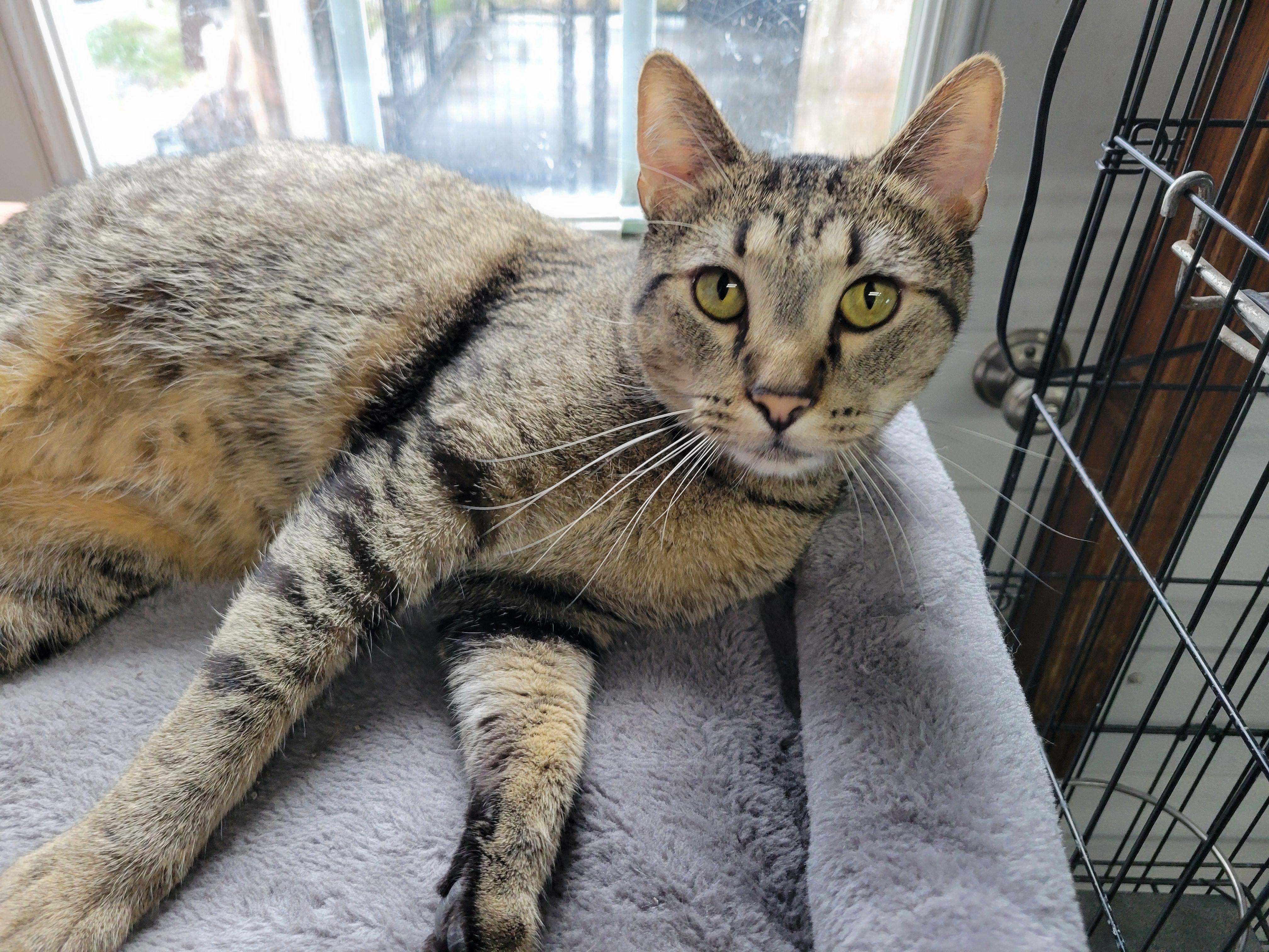 Duncan, an adoptable Domestic Short Hair, Tiger in Clarinda, IA, 51632 | Photo Image 3
