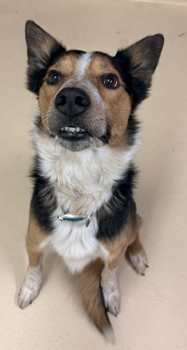 Enlarge Florence  46100, a Adoptable mixed breed in Pocatello, ID image 1/1