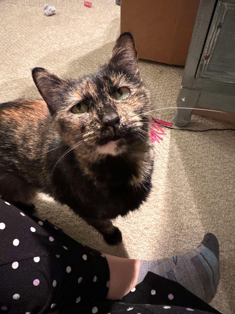 Shelby, Adoptable, Young Female Domestic Short Hair.