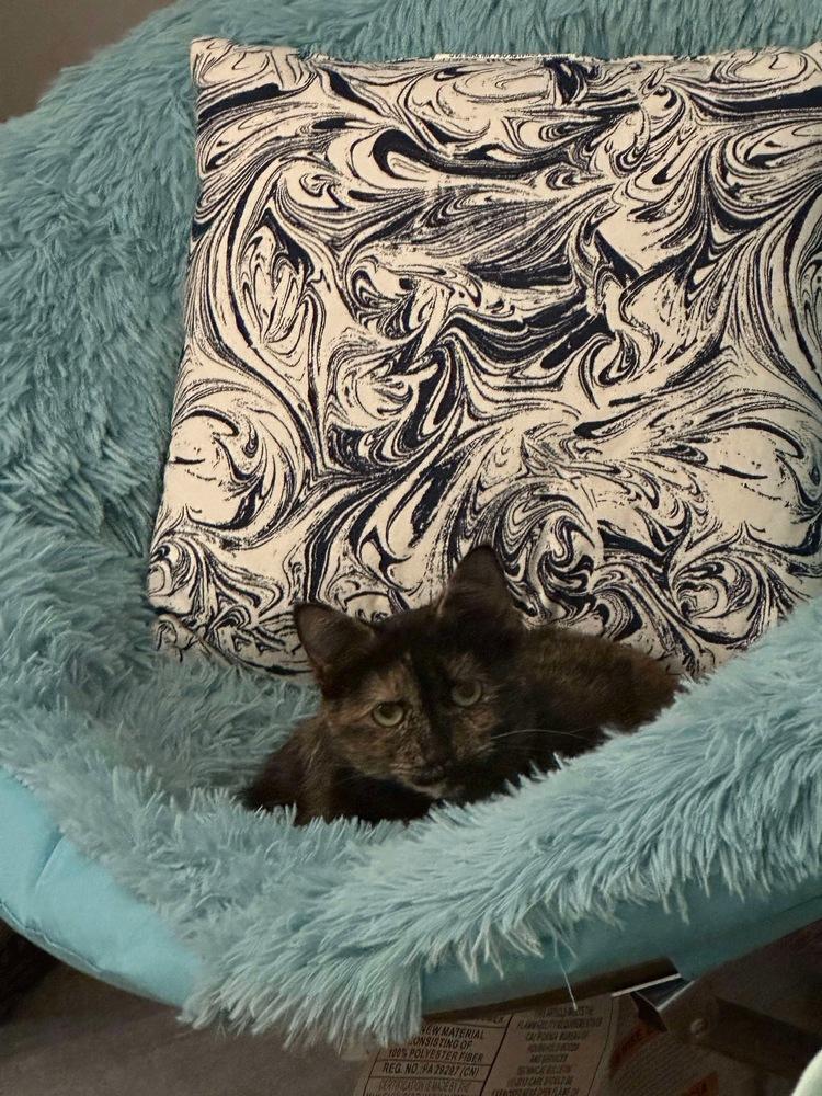 Enlarge Shelby, a Adoptable Domestic Short Hair in West Mifflin, PA image 2/4