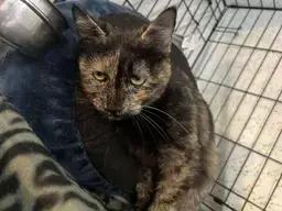 Enlarge Shelby, a Adoptable Domestic Short Hair in West Mifflin, PA image 3/4