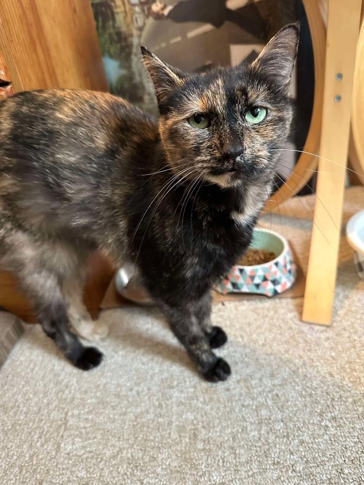 Enlarge Shelby, a Adoptable Domestic Short Hair in West Mifflin, PA image 4/4