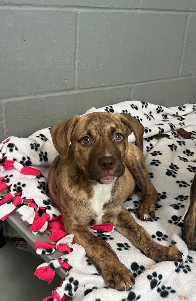 Enlarge Juliet, a Adoptable mixed breed in Valparaiso, IN image 1/2