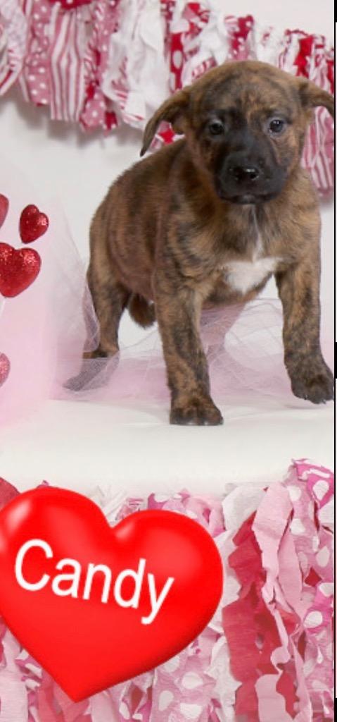 Enlarge Juliet, a Adoptable mixed breed in Valparaiso, IN image 1/1