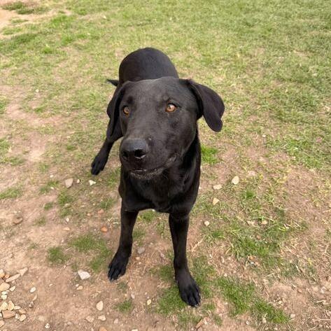 Enlarge Chicken Gizzard, a Adoptable mixed breed in Carencro, LA image 1/6
