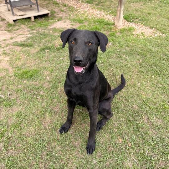 Enlarge Chicken Gizzard, a Adoptable mixed breed in Carencro, LA image 3/6