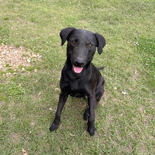 Enlarge Chicken Gizzard, a Adoptable mixed breed in Carencro, LA image 4/6
