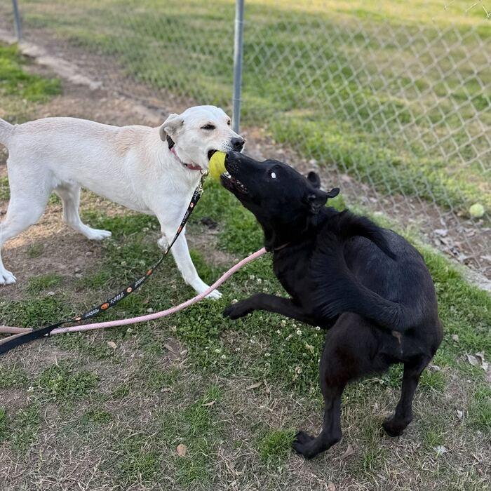 Enlarge Chicken Gizzard, a Adoptable mixed breed in Carencro, LA image 5/6