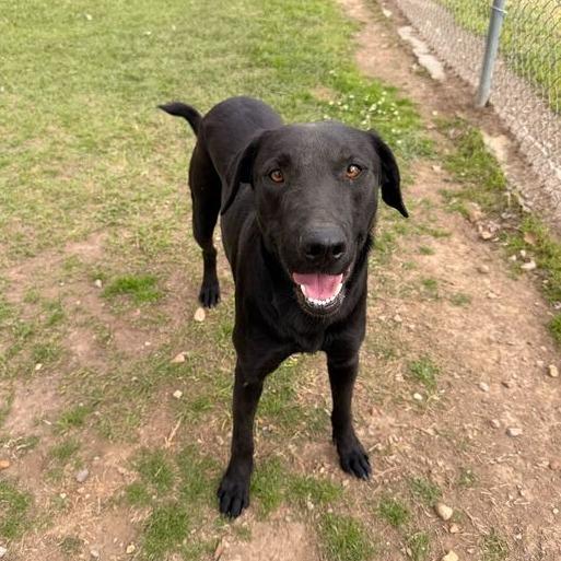 Enlarge Chicken Gizzard, a Adoptable mixed breed in Carencro, LA image 6/6