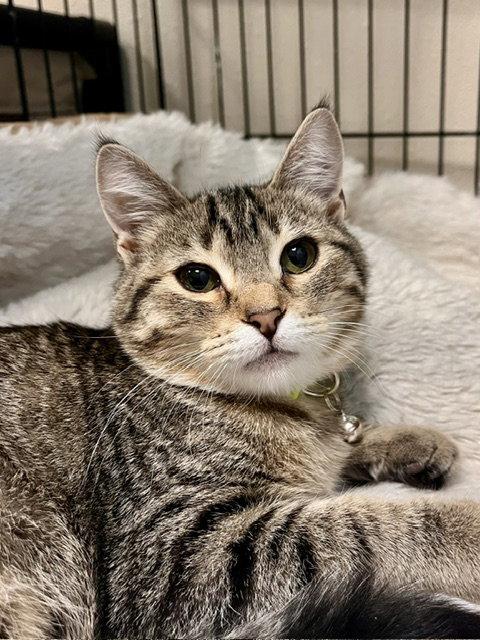 Enlarge Briar, a Adoptable Domestic Short Hair in Webster, WI image 1/3