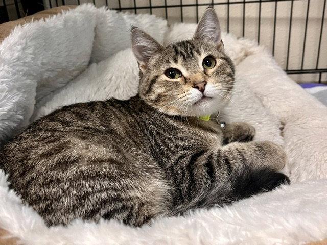 Enlarge Briar, a Adoptable Domestic Short Hair in Webster, WI image 3/3