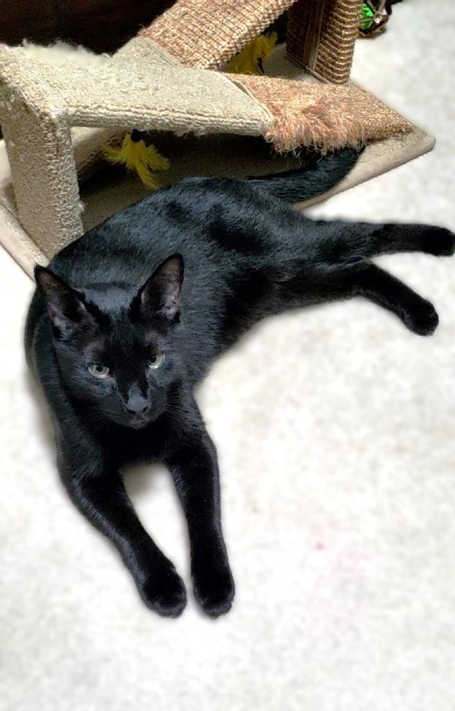 Enlarge Angus, a Adoptable mixed breed in Roanoke, TX image 1/2