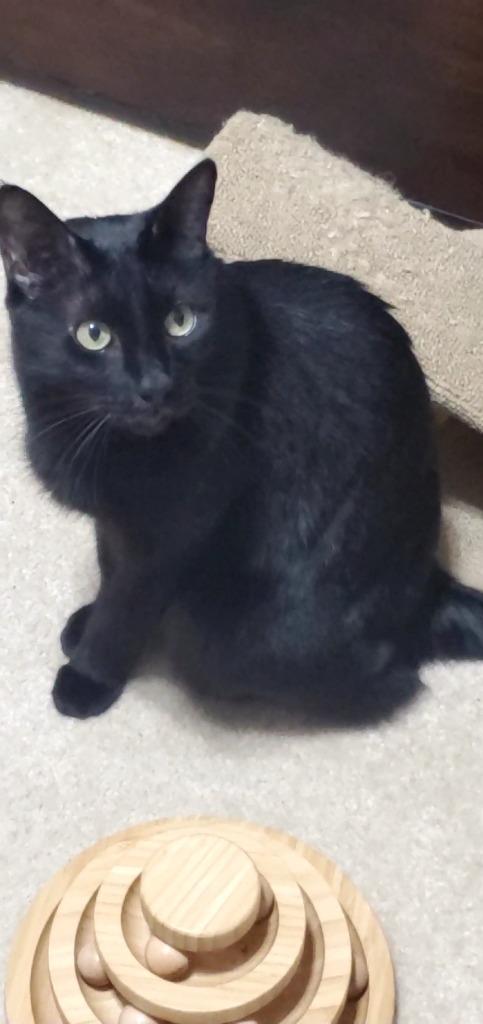 Enlarge Angus, a Adoptable mixed breed in Roanoke, TX image 2/3