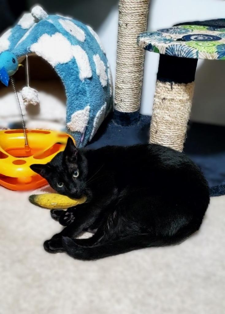 Enlarge Angus, a Adoptable mixed breed in Roanoke, TX image 2/2