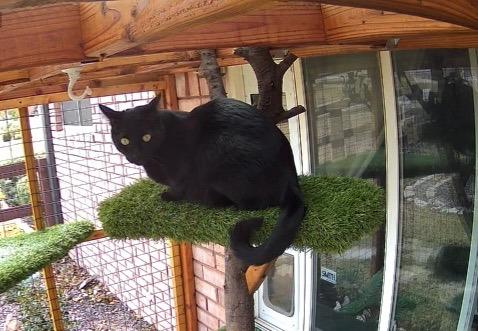 Enlarge Angus, a Adoptable mixed breed in Roanoke, TX image 3/3