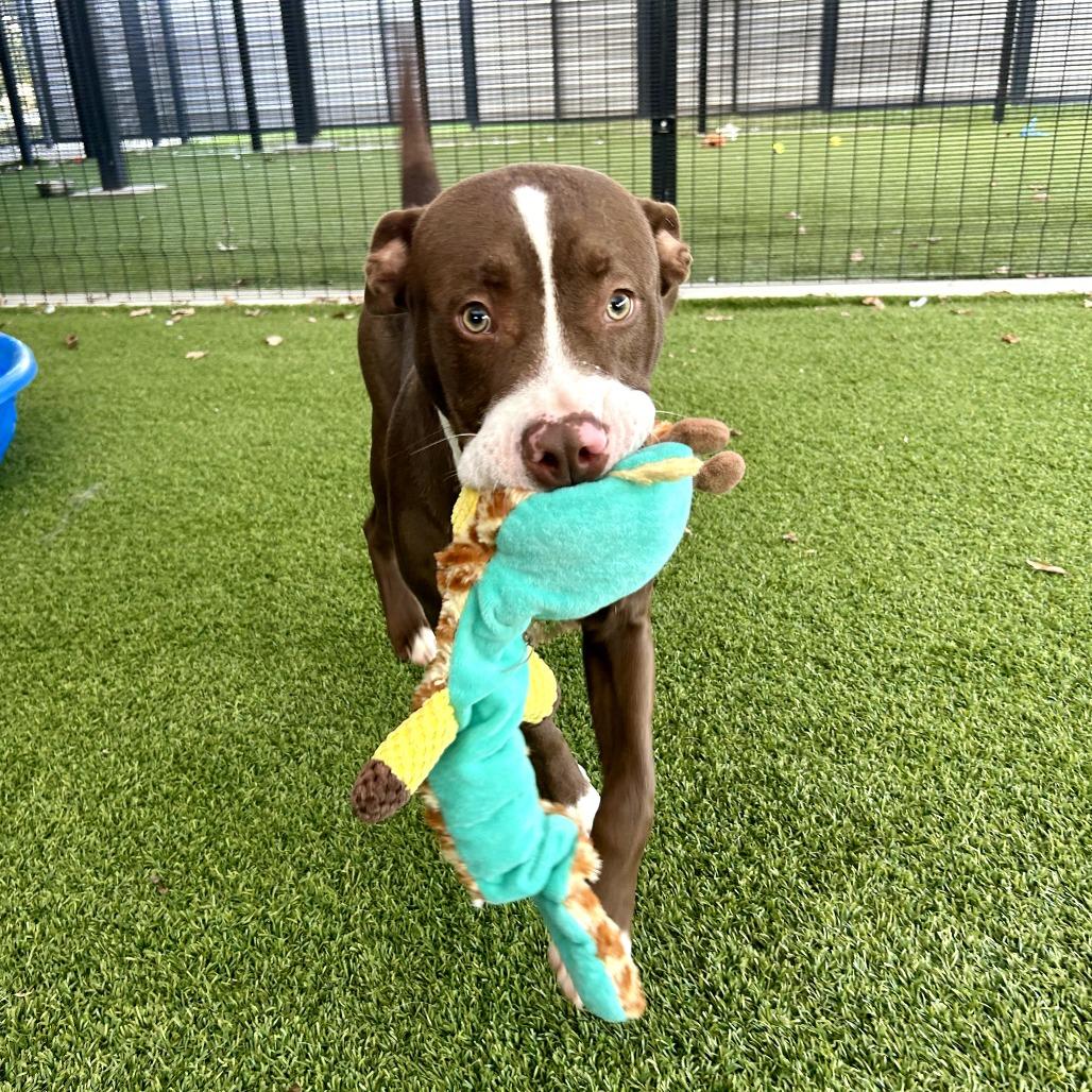 Enlarge Reese, a Adoptable Mixed Breed in Monticello, IA image 6/6