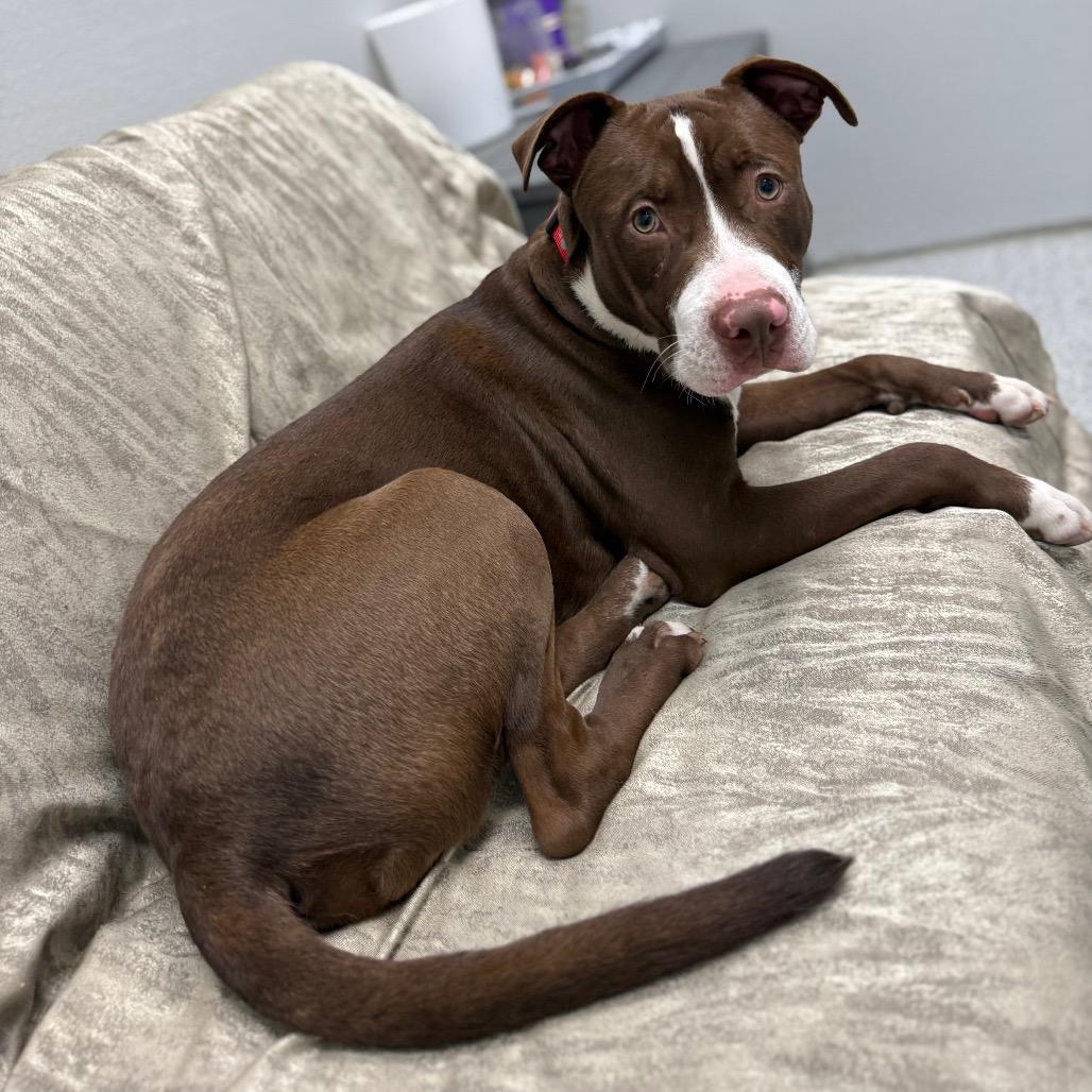 Enlarge Reese, a Adoptable Mixed Breed in Monticello, IA image 4/6