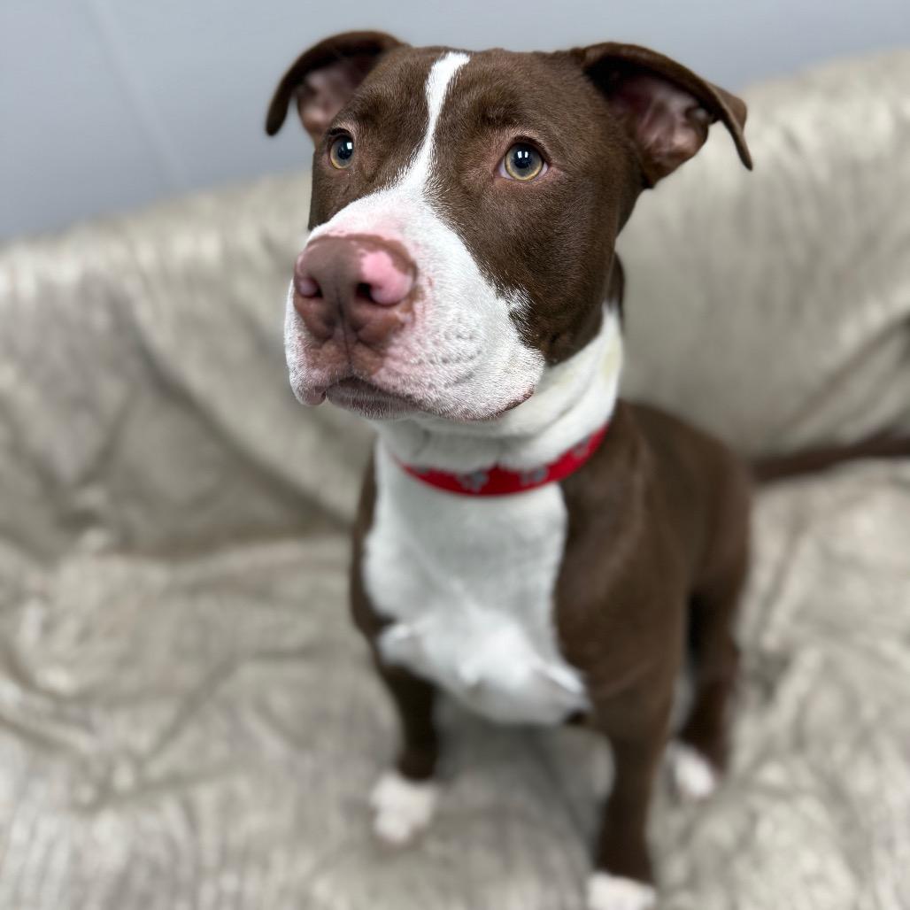 Enlarge Reese, a Adoptable Mixed Breed in Monticello, IA image 2/6