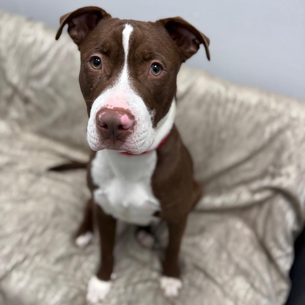 Reese, Adoptable, Young Male Mixed Breed.