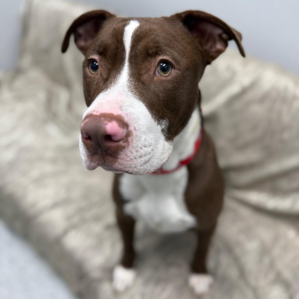 Enlarge Reese, a Adoptable Mixed Breed in Monticello, IA image 5/6