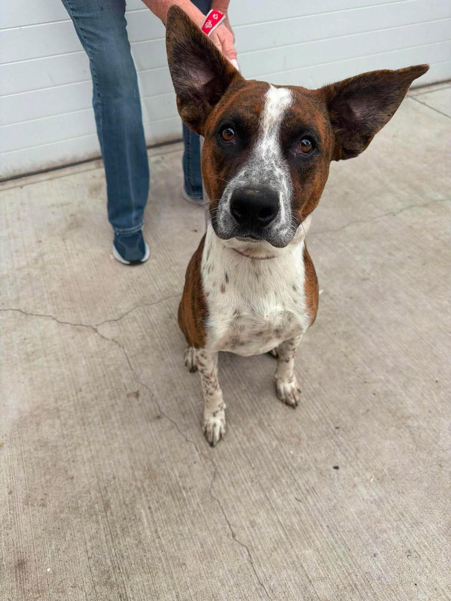 Enlarge Jack Miles, a Adoptable Boxer in Ashville, OH image 1/3