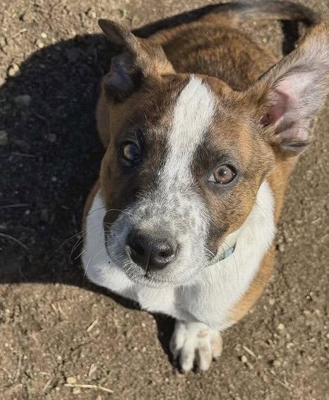 Jack Miles, Adoptable, Young Male Mixed Breed.