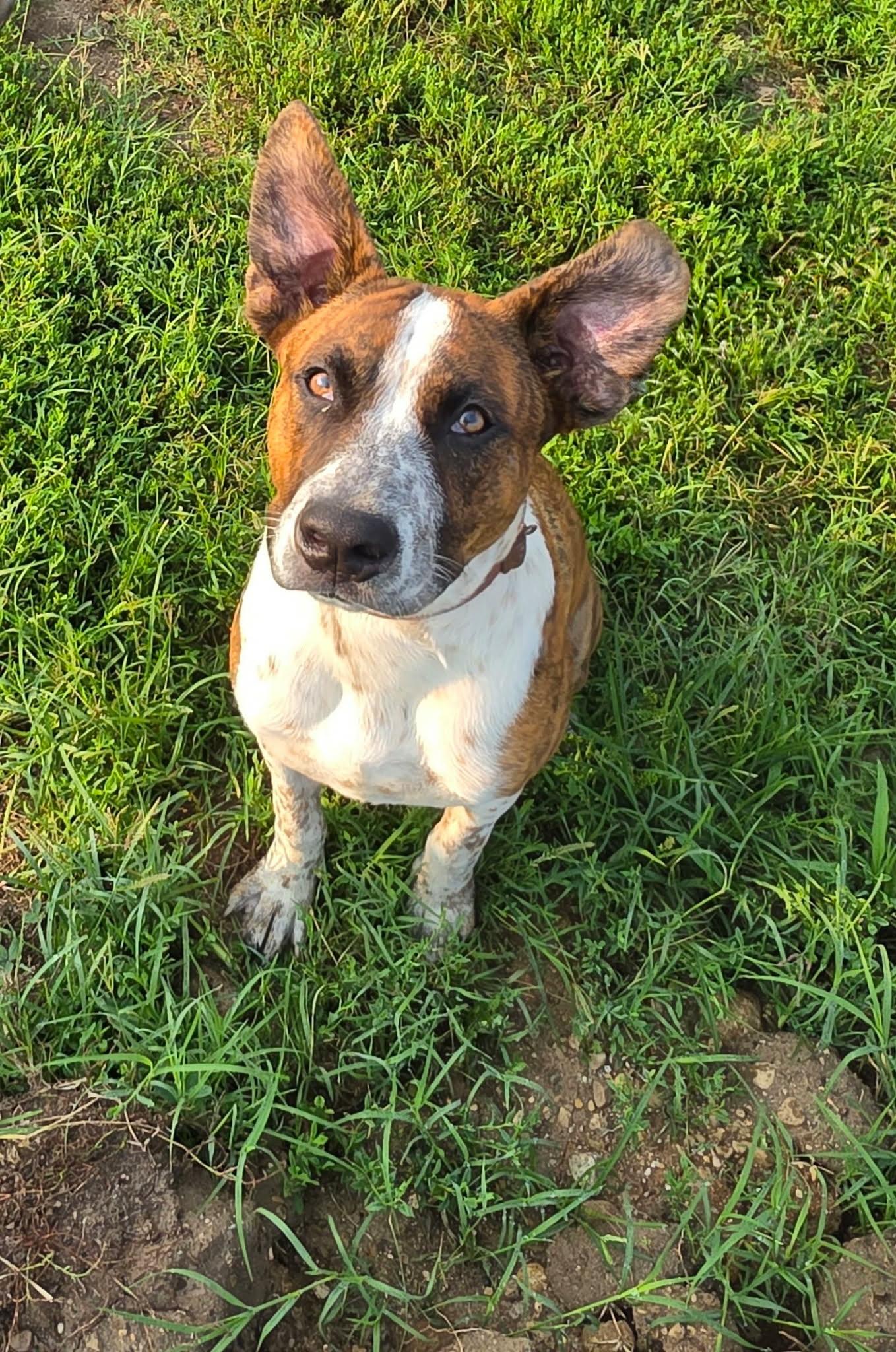 Jack Miles, a Adoptable Mixed Breed in Ashville, OH image 2/3