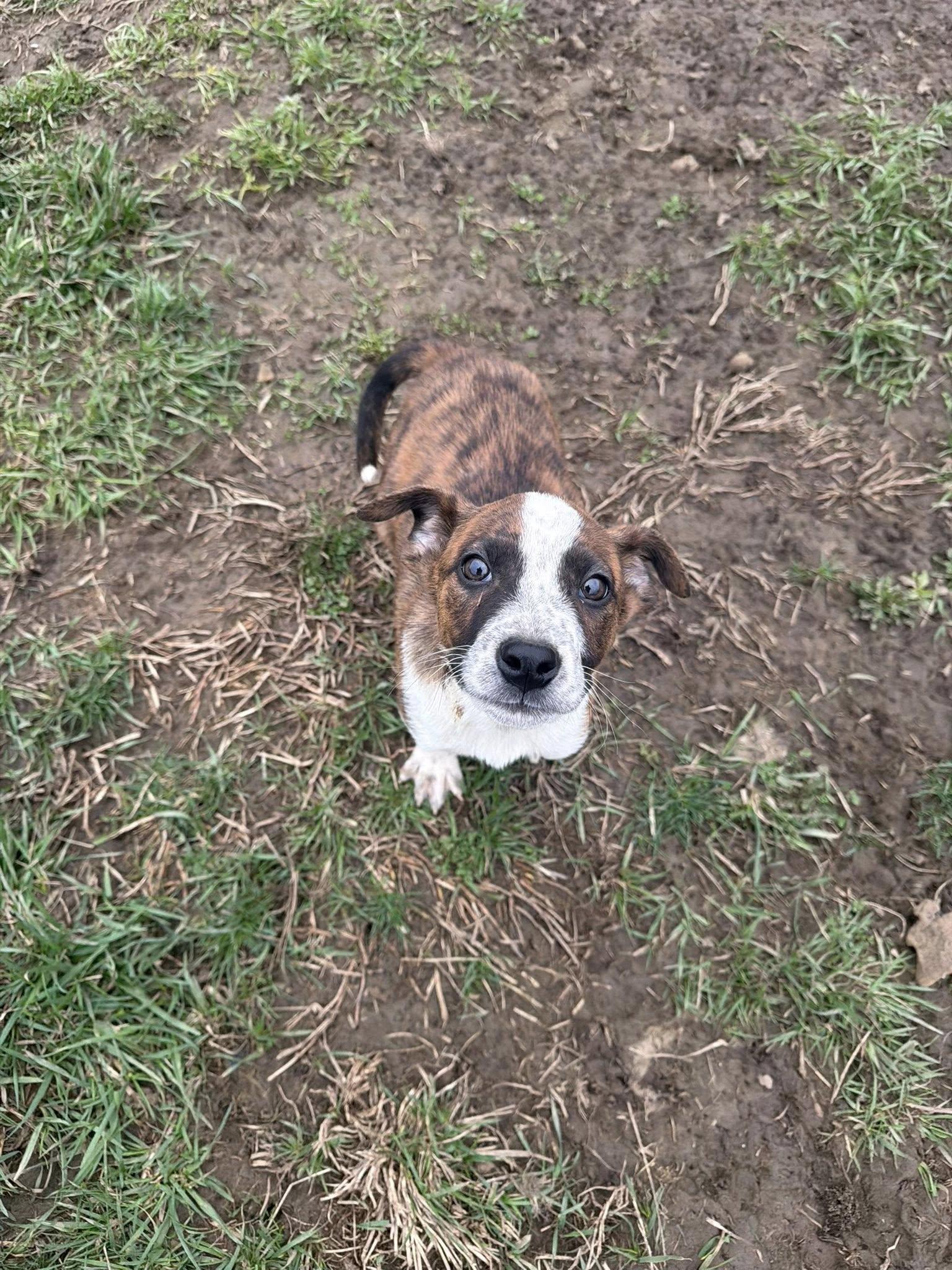 Jack Miles, a Adoptable Mixed Breed in Ashville, OH image 2/3