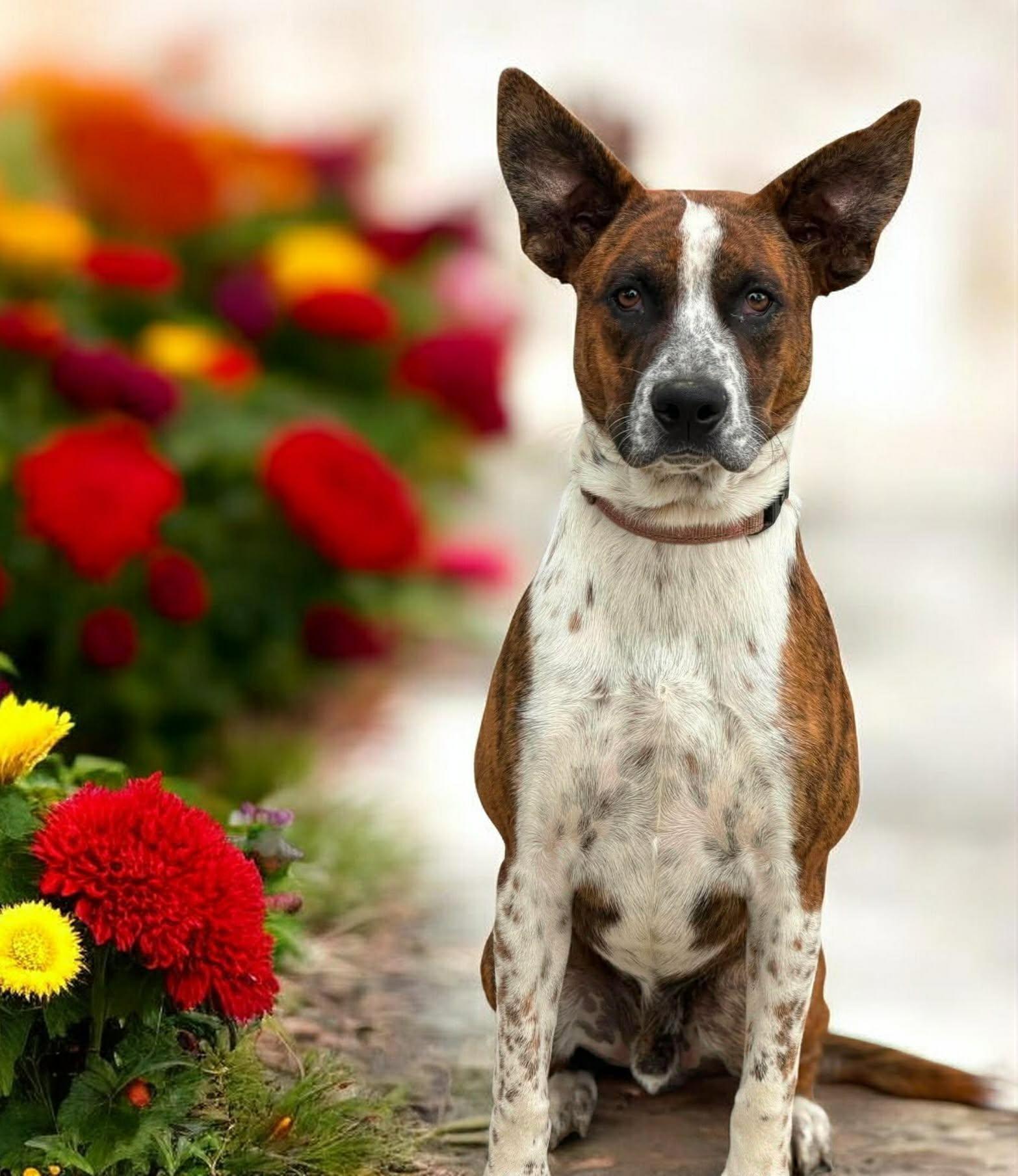 Enlarge Jack Miles, a Adoptable Boxer in Ashville, OH image 2/3