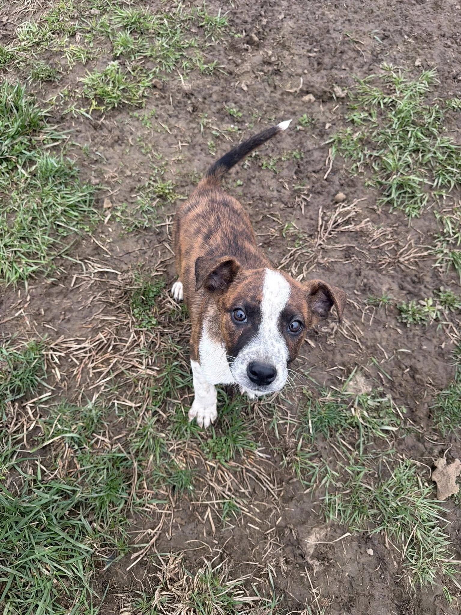 Jack Miles, a Adoptable Mixed Breed in Ashville, OH image 3/3