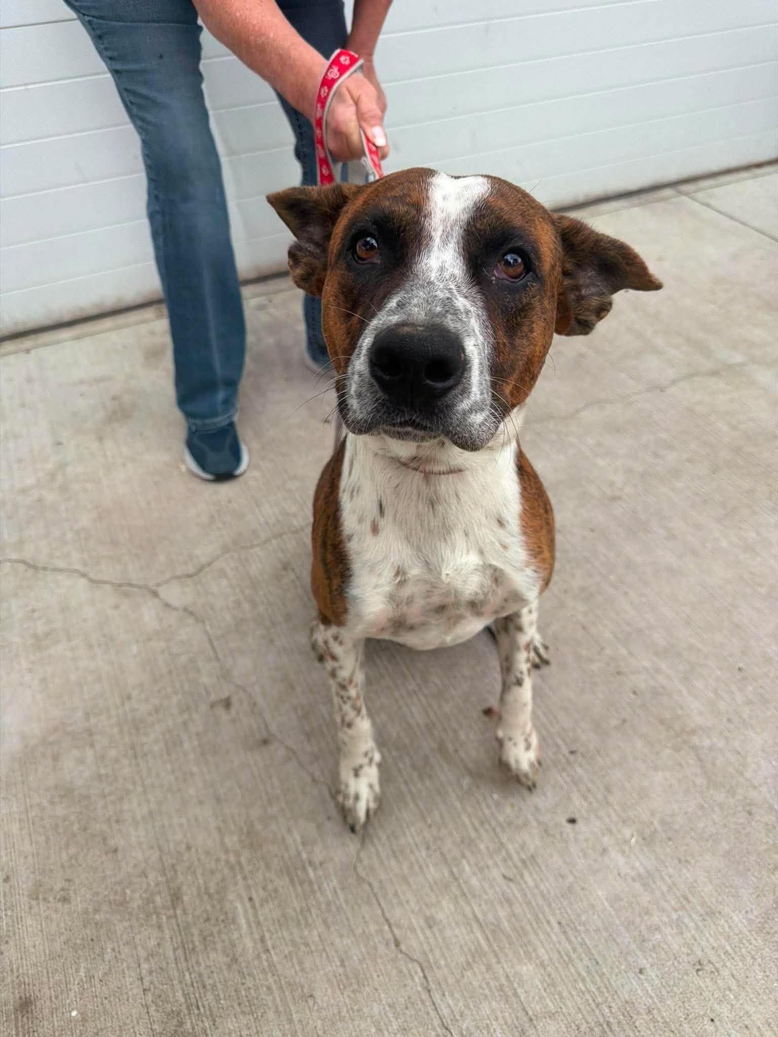 Enlarge Jack Miles, a Adoptable Boxer in Ashville, OH image 3/3