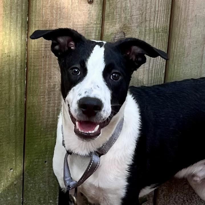 Java @ Foster, Adoptable, Puppy Male Shepherd.